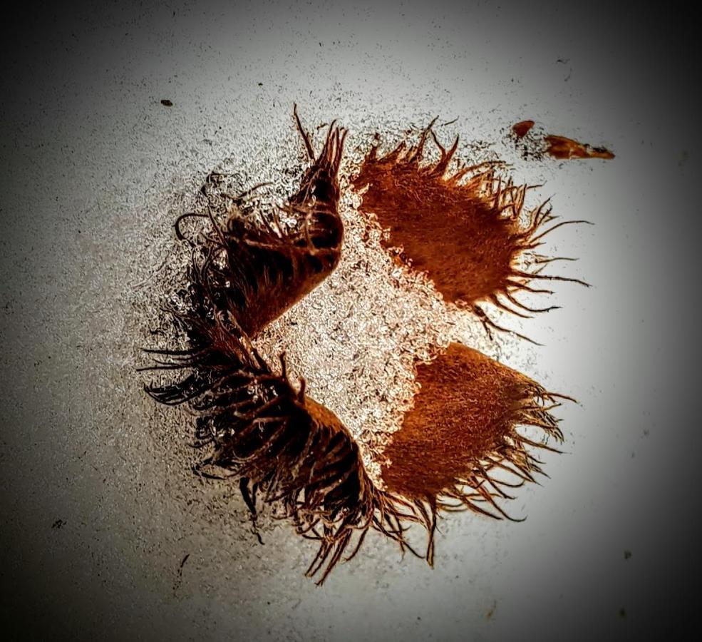 Ferienwohnung Kochs Beeren Oberfresen 外观 照片
