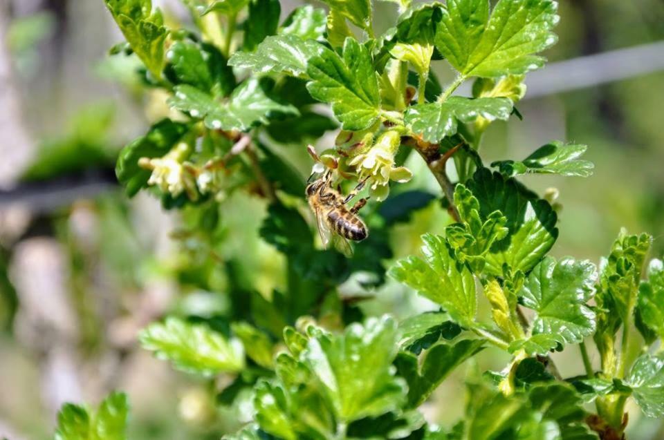 Ferienwohnung Kochs Beeren Oberfresen 外观 照片